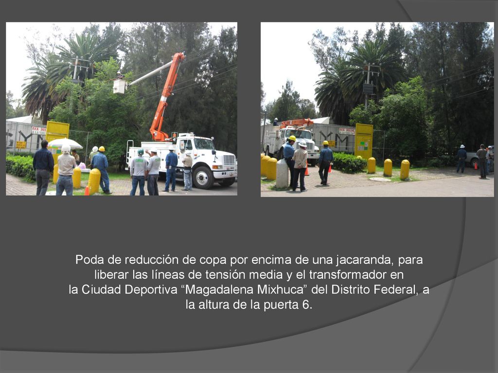 Poda de reducción de copa por encima de una jacaranda, para liberar las líneas de tensión media y el transformador en
