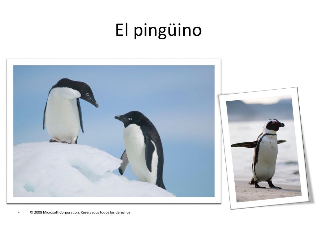 El pingüino © 2008 Microsoft Corporation. Reservados todos los derechos