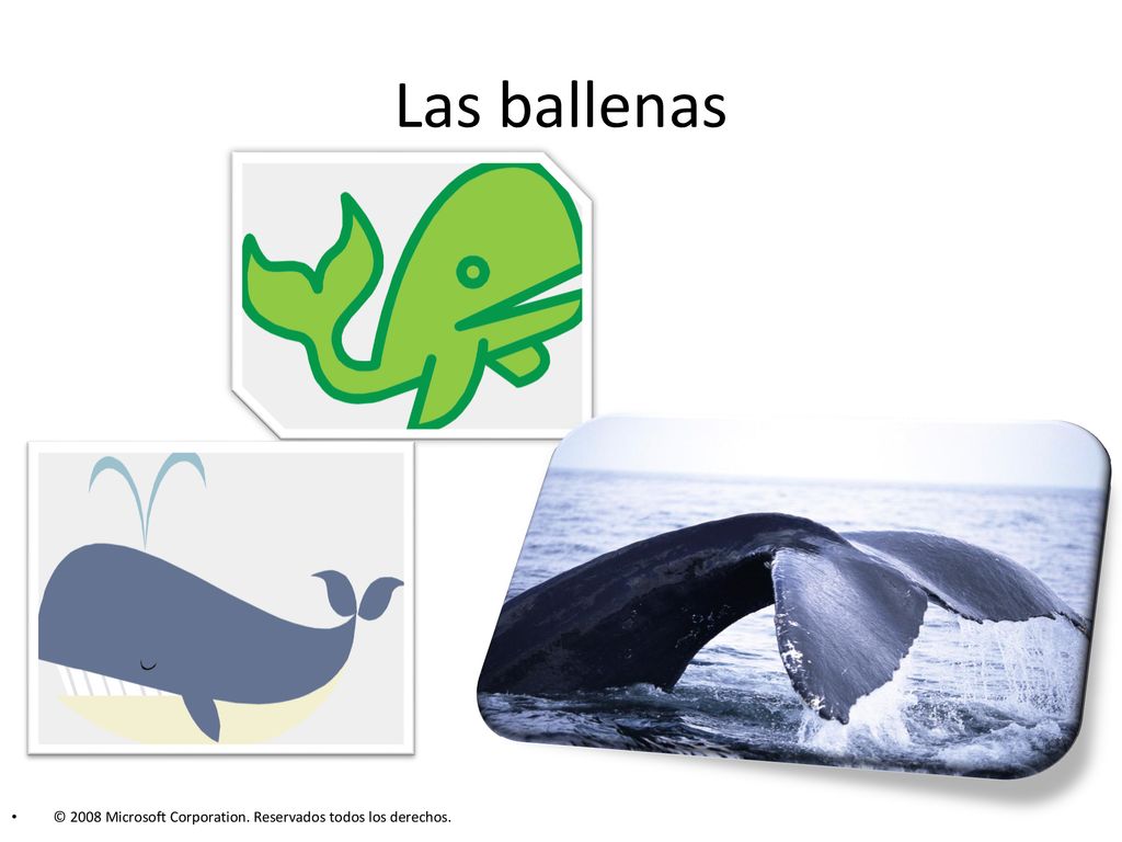 Las ballenas © 2008 Microsoft Corporation. Reservados todos los derechos.