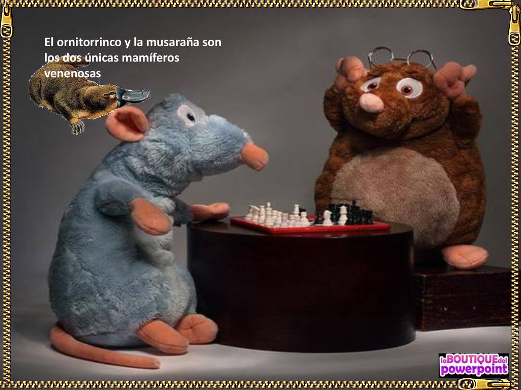 El ornitorrinco y la musaraña son los dos únicas mamíferos venenosas