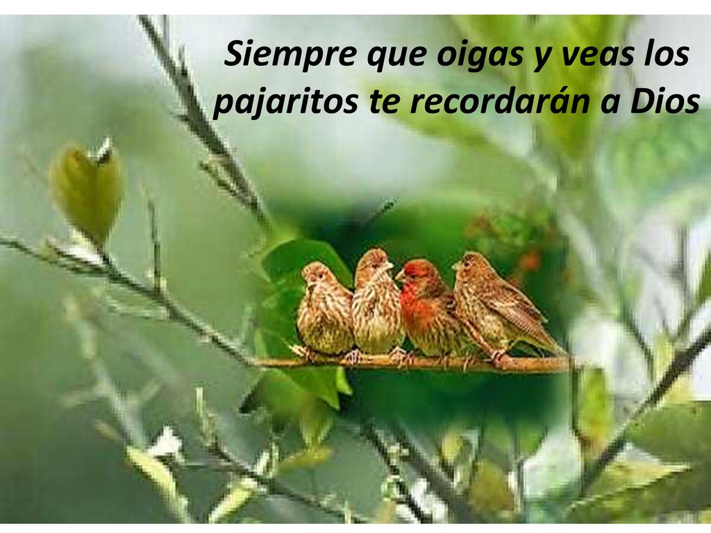 Siempre que oigas y veas los pajaritos te recordarán a Dios