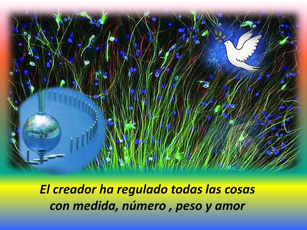 El creador ha regulado todas las cosas con medida, número , peso y amor