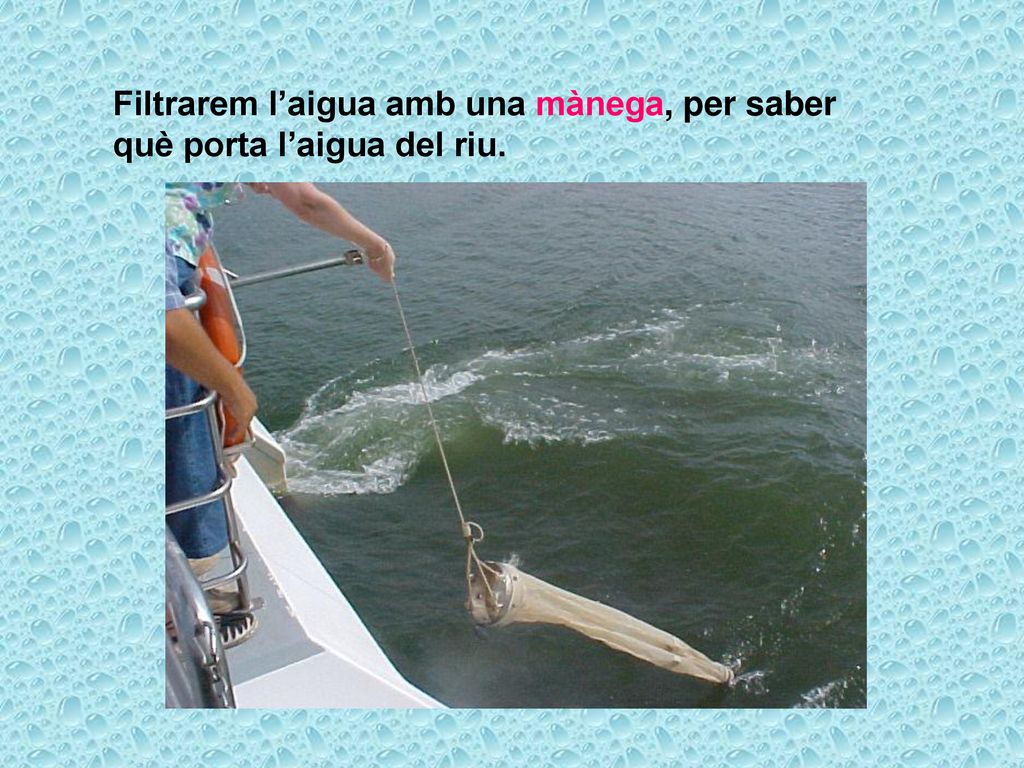 Filtrarem l’aigua amb una mànega, per saber què porta l’aigua del riu.
