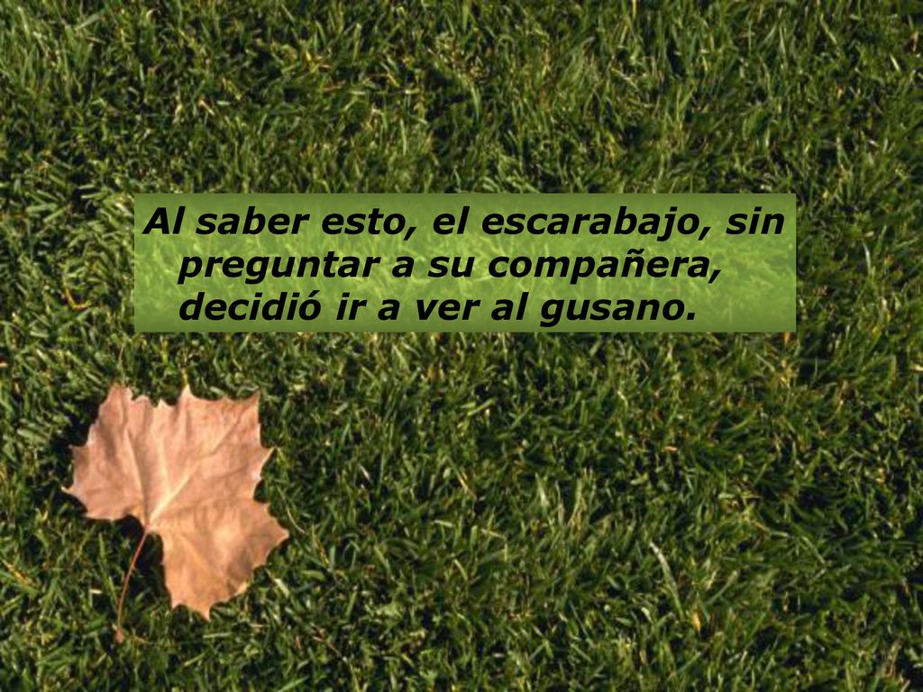 Al saber esto, el escarabajo, sin preguntar a su compañera, decidió ir a ver al gusano.