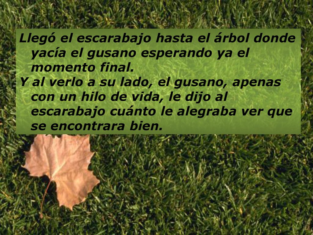 Llegó el escarabajo hasta el árbol donde yacía el gusano esperando ya el momento final.
