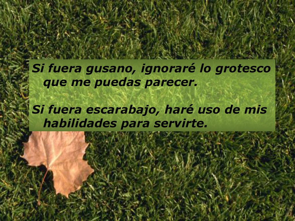 Si fuera gusano, ignoraré lo grotesco que me puedas parecer.