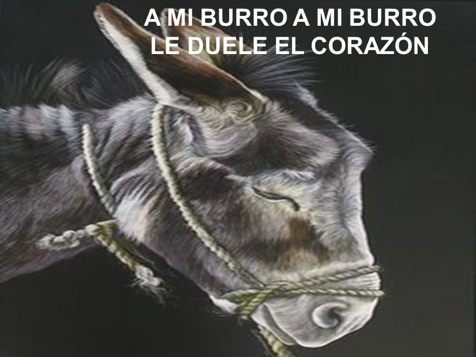 A MI BURRO A MI BURRO LE DUELE EL CORAZÓN