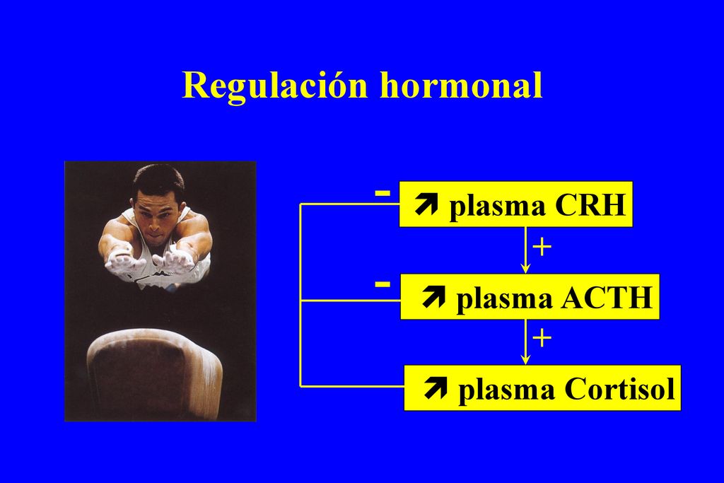 Regulación hormonal -  plasma CRH  plasma ACTH  plasma Cortisol + -