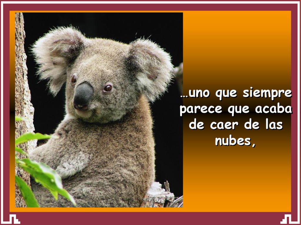 …uno que siempre parece que acaba de caer de las nubes,