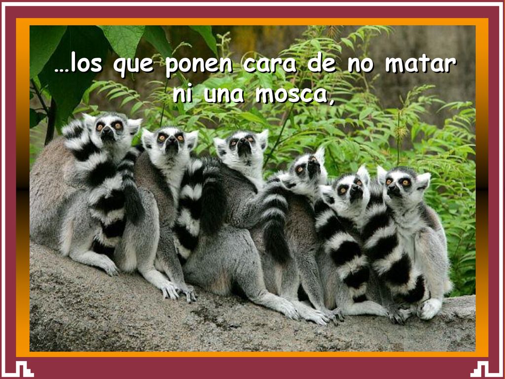 …los que ponen cara de no matar ni una mosca,