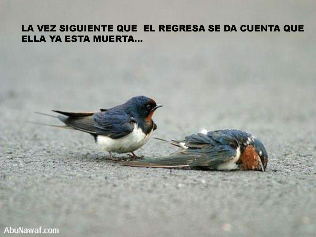 LA VEZ SIGUIENTE QUE EL REGRESA SE DA CUENTA QUE