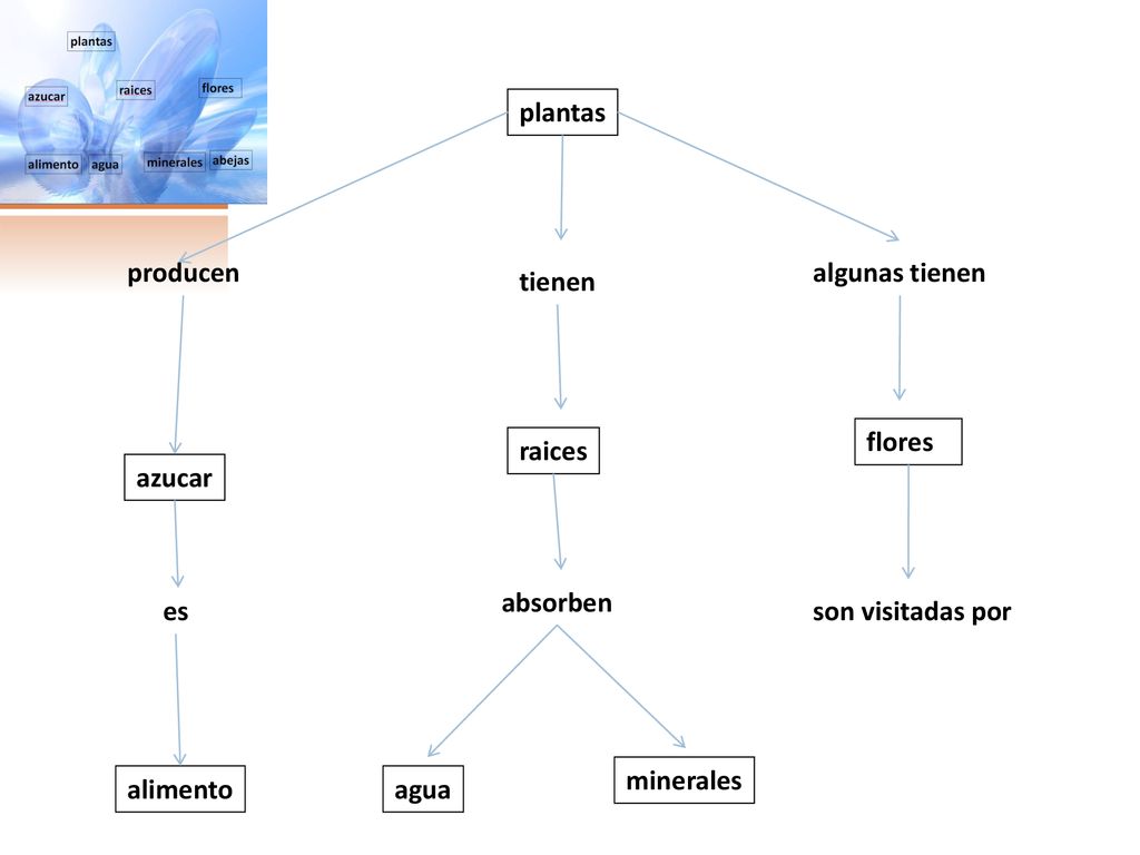 plantas producen. algunas tienen. tienen. flores. raices. azucar. absorben. es. son visitadas por.