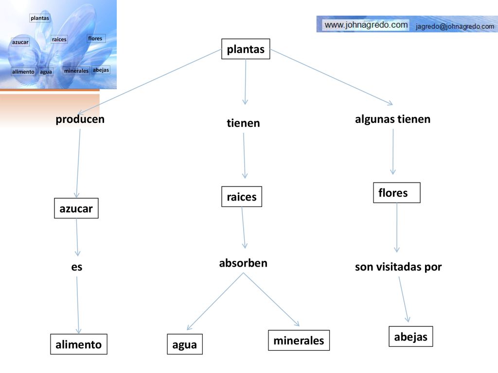 plantas producen. algunas tienen. tienen. flores. raices. azucar. absorben. es. son visitadas por.