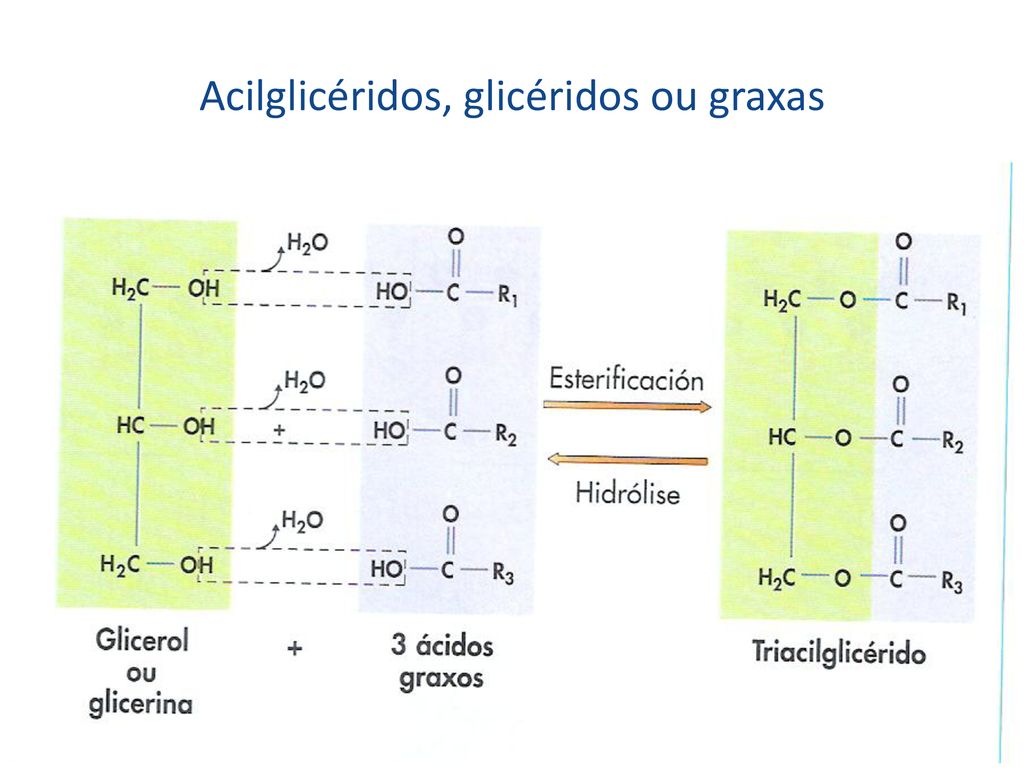 Acilglicéridos, glicéridos ou graxas