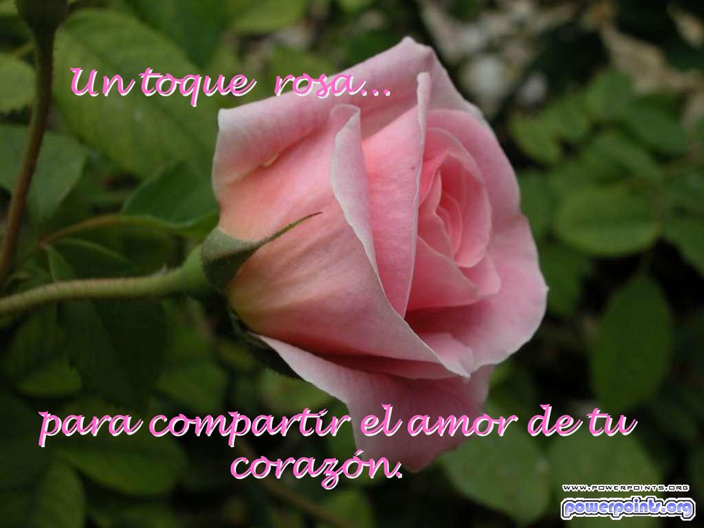 Un toque rosa... para compartir el amor de tu corazón.