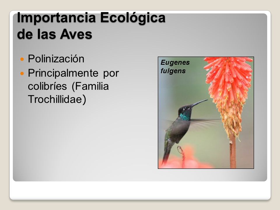 Importancia Ecológica de las Aves