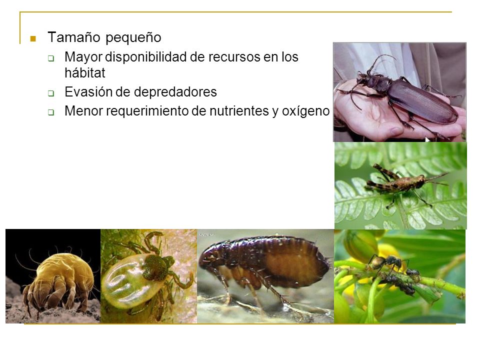 Tamaño pequeño Mayor disponibilidad de recursos en los hábitat