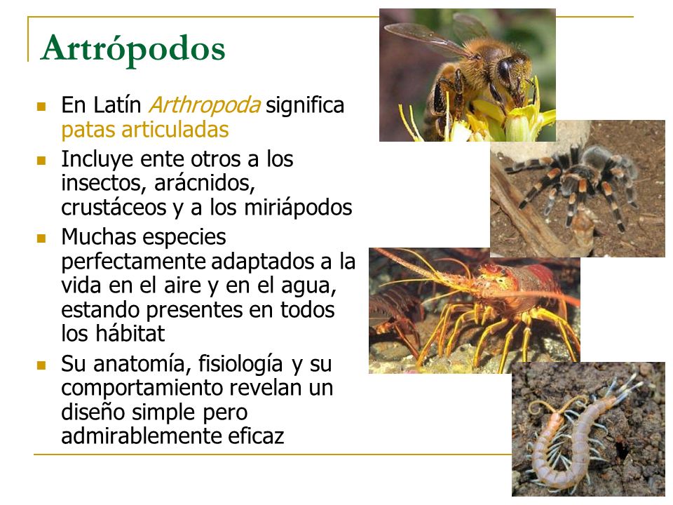 Artrópodos En Latín Arthropoda significa patas articuladas