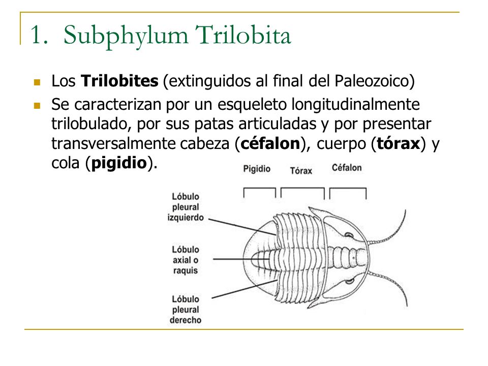 1. Subphylum Trilobita Los Trilobites (extinguidos al final del Paleozoico)