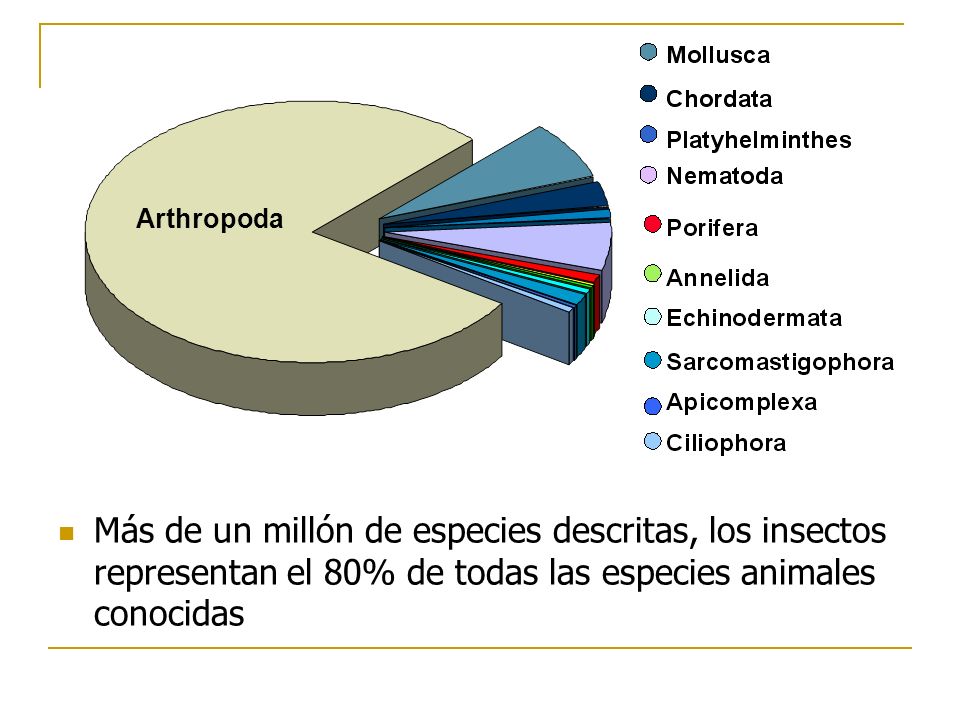 Arthropoda Más de un millón de especies descritas, los insectos representan el 80% de todas las especies animales conocidas.