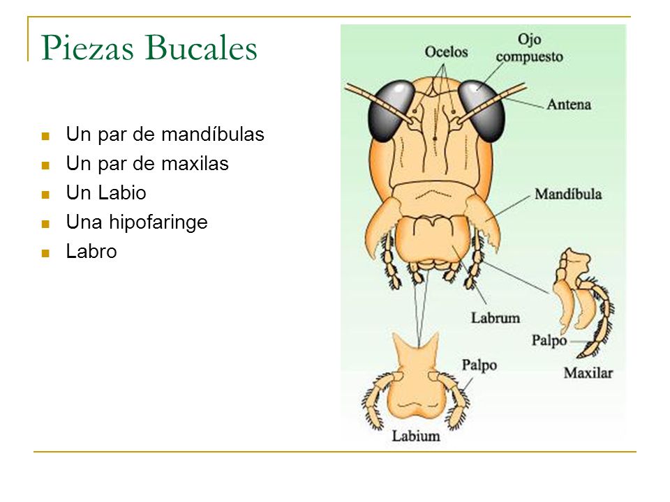 Piezas Bucales Un par de mandíbulas Un par de maxilas Un Labio