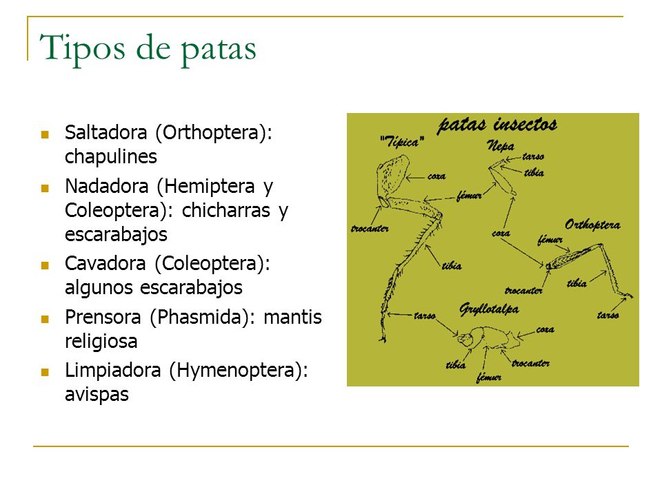 Tipos de patas Saltadora (Orthoptera): chapulines