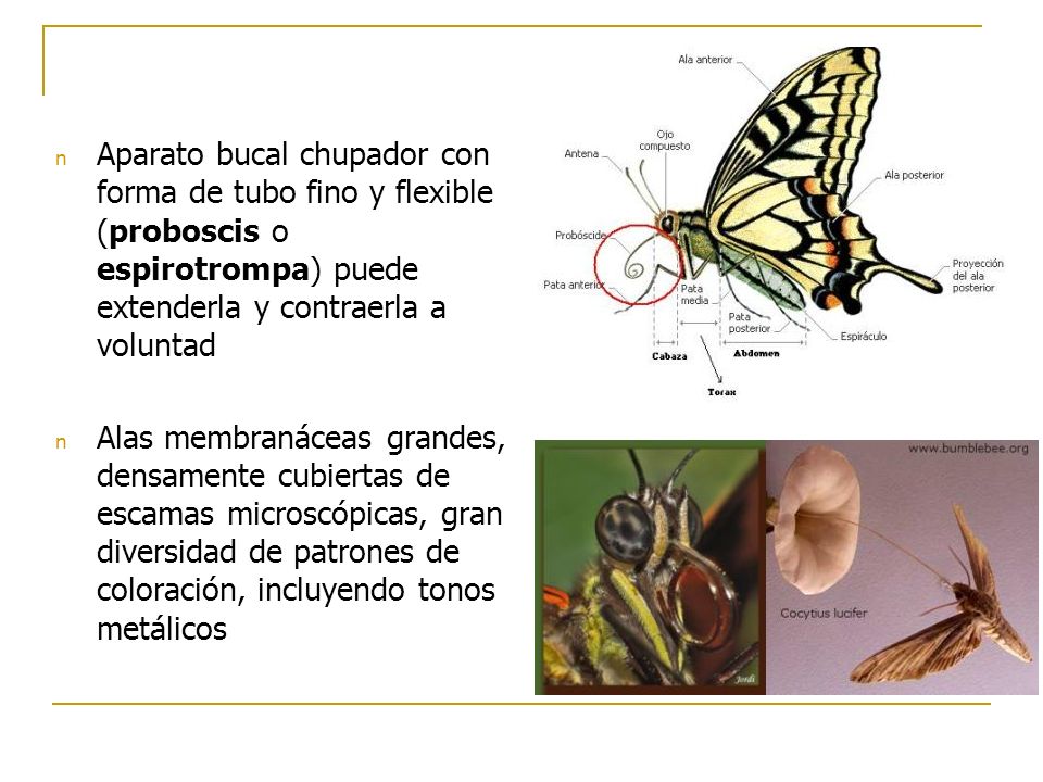 Aparato bucal chupador con forma de tubo fino y flexible (proboscis o espirotrompa) puede extenderla y contraerla a voluntad