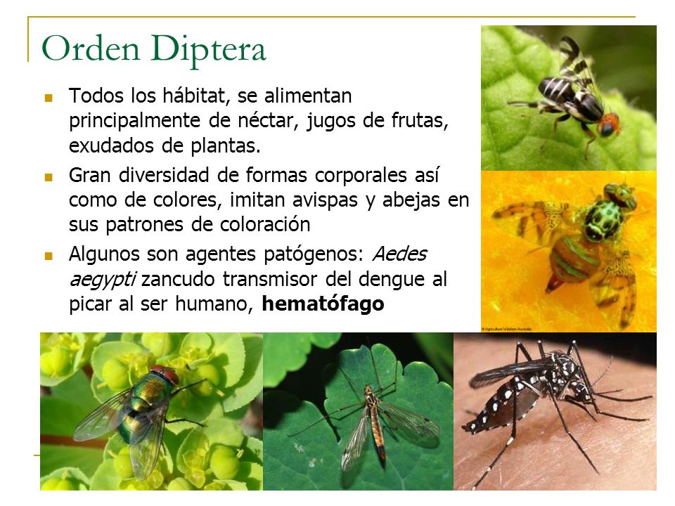 Orden Diptera Todos los hábitat, se alimentan principalmente de néctar, jugos de frutas, exudados de plantas.