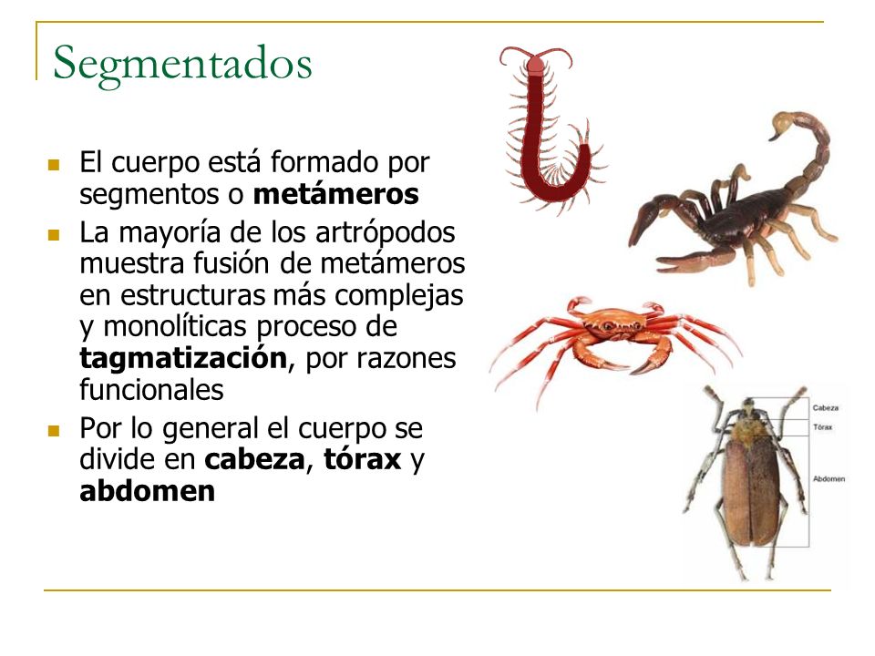 Segmentados El cuerpo está formado por segmentos o metámeros