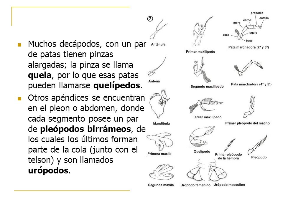 Muchos decápodos, con un par de patas tienen pinzas alargadas; la pinza se llama quela, por lo que esas patas pueden llamarse quelípedos.