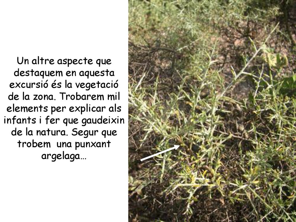 Un altre aspecte que destaquem en aquesta excursió és la vegetació de la zona.