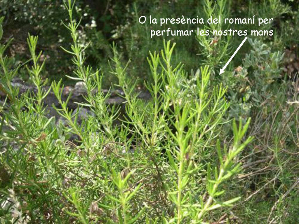 O la presència del romaní per perfumar les nostres mans