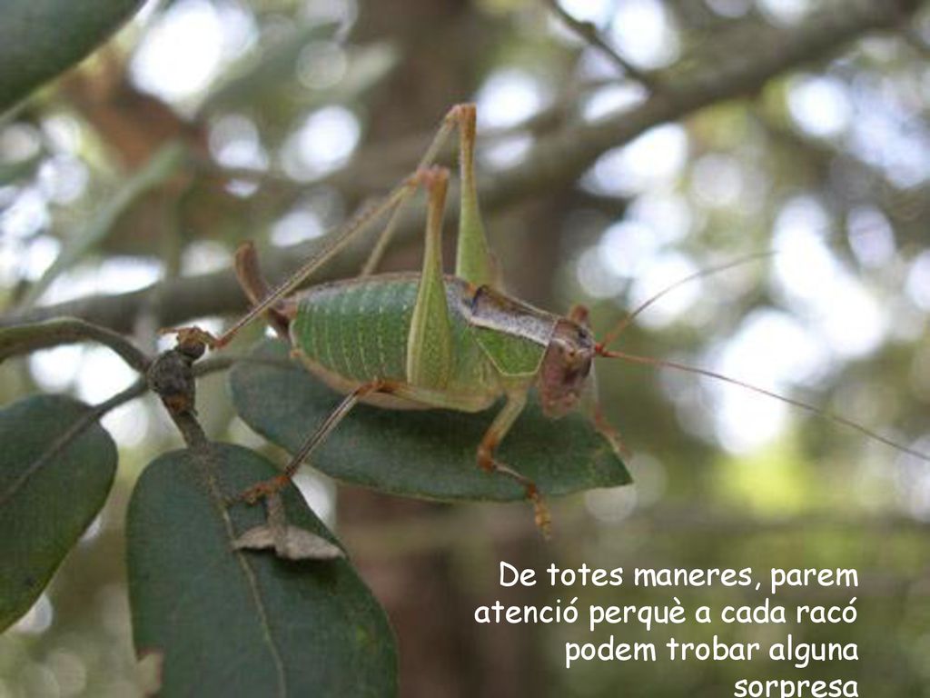 De totes maneres, parem atenció perquè a cada racó podem trobar alguna sorpresa