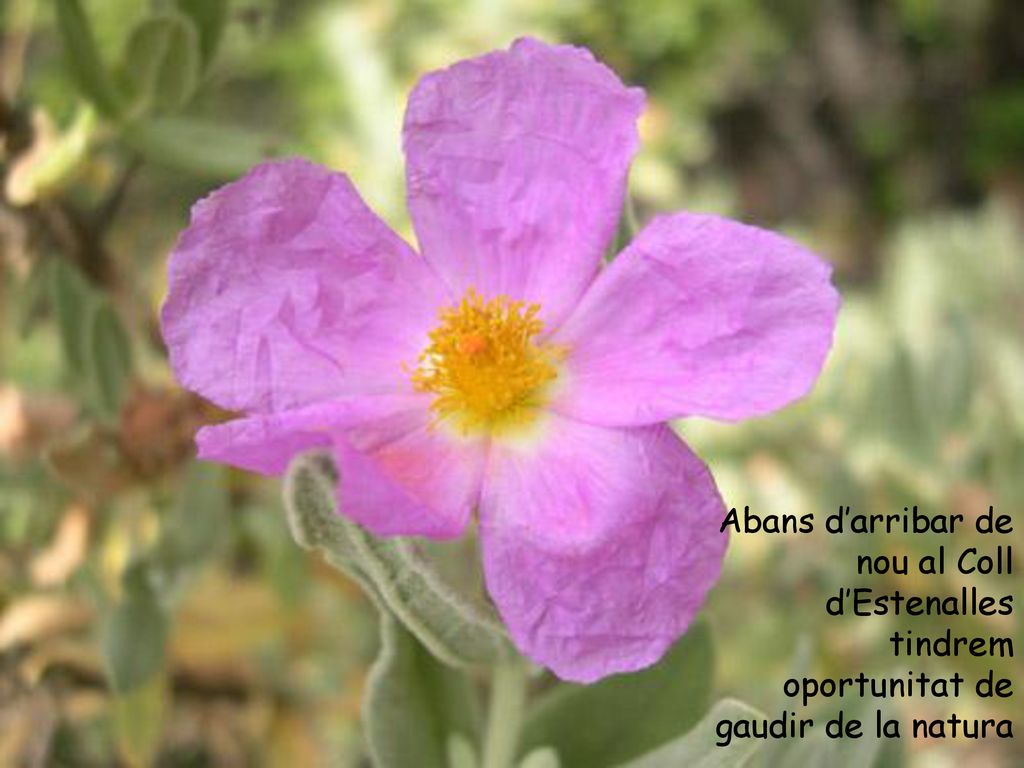 Abans d’arribar de nou al Coll d’Estenalles tindrem oportunitat de gaudir de la natura
