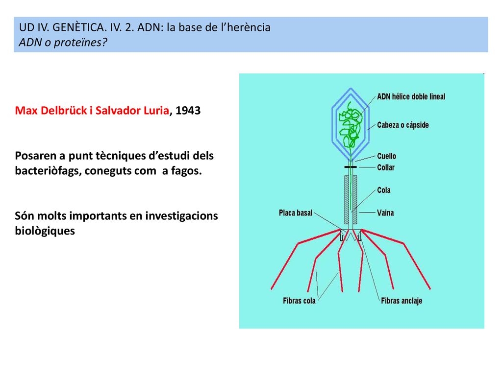 UD IV. GENÈTICA. IV. 2. ADN: la base de l’herència