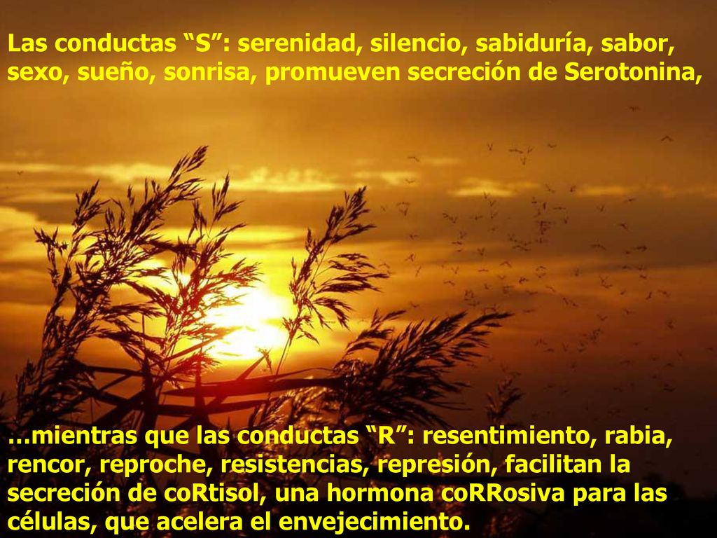 Las conductas S : serenidad, silencio, sabiduría, sabor, sexo, sueño, sonrisa, promueven secreción de Serotonina,