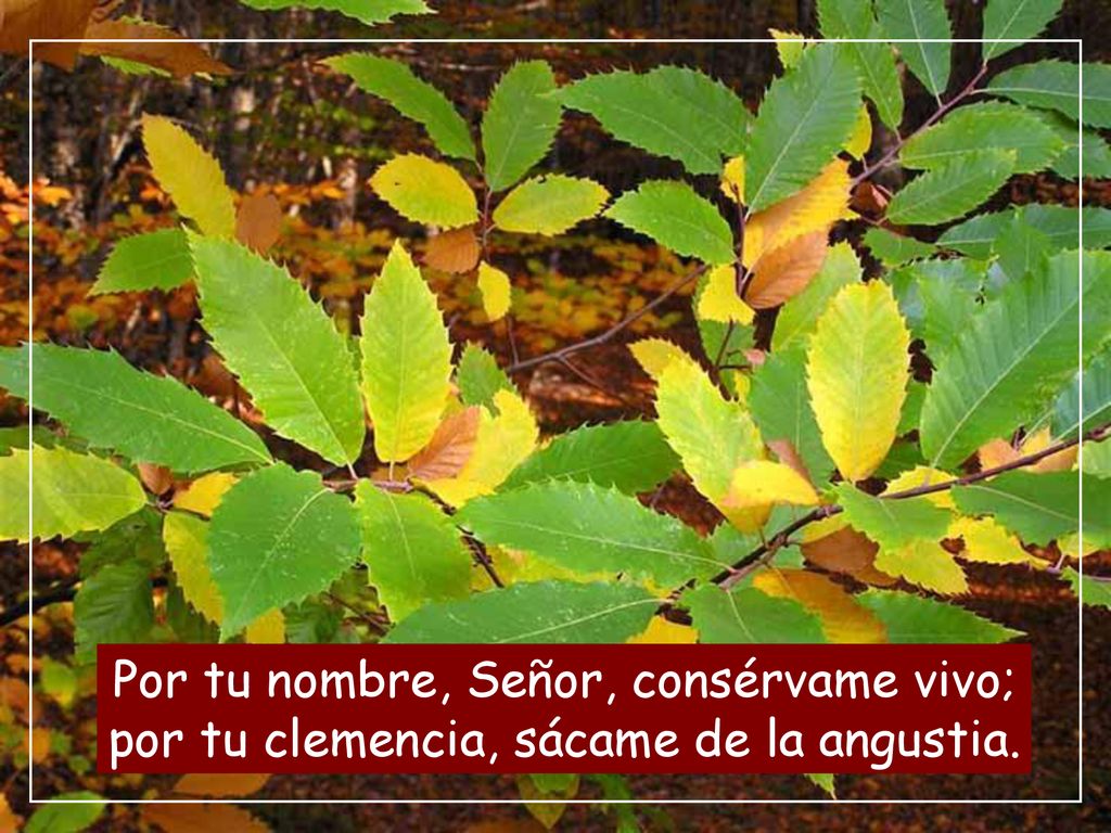 Por tu nombre, Señor, consérvame vivo; por tu clemencia, sácame de la angustia.
