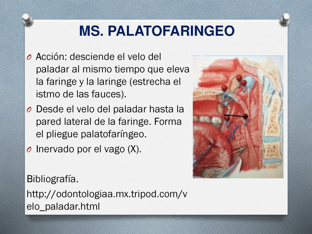 MS. PALATOFARINGEO Acción: desciende el velo del paladar al mismo tiempo que eleva la faringe y la laringe (estrecha el istmo de las fauces).