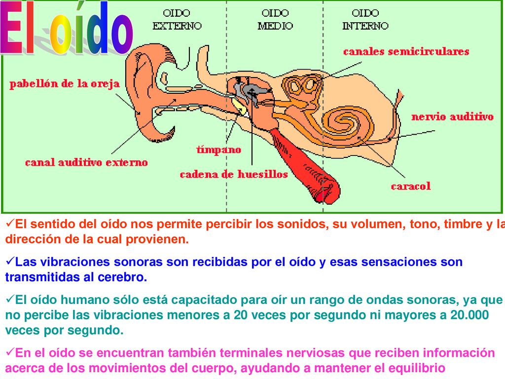 El oído El sentido del oído nos permite percibir los sonidos, su volumen, tono, timbre y la dirección de la cual provienen.
