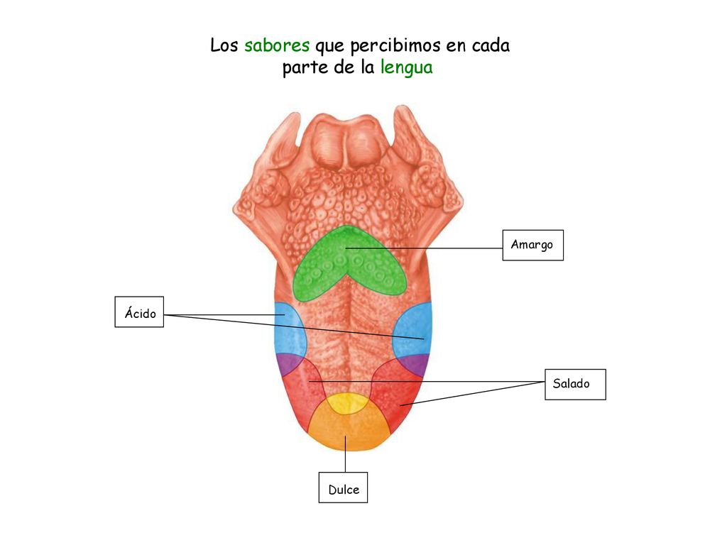 Los sabores que percibimos en cada parte de la lengua