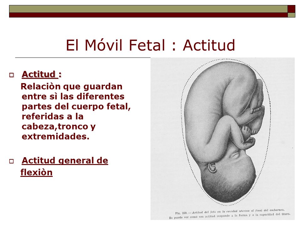 El Móvil Fetal : Actitud