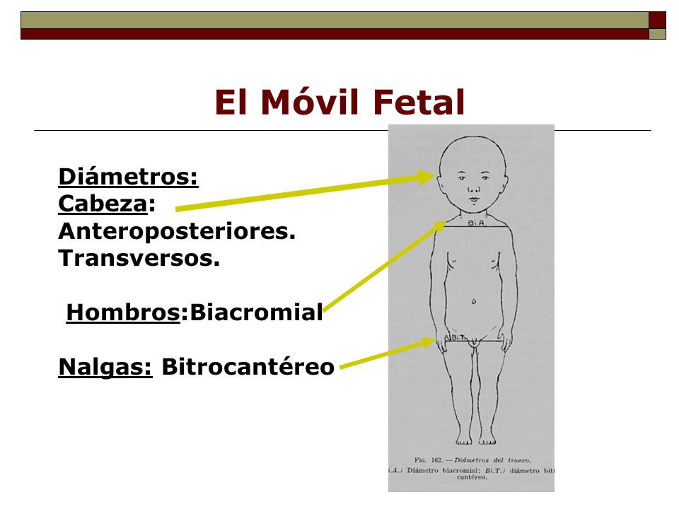 El Móvil Fetal Diámetros: Cabeza: Anteroposteriores. Transversos.