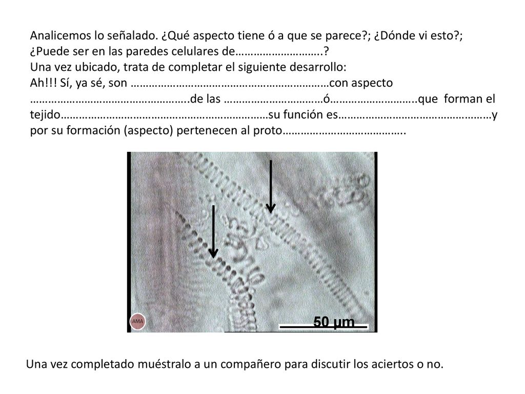 Analicemos lo señalado. ¿Qué aspecto tiene ó a que se parece