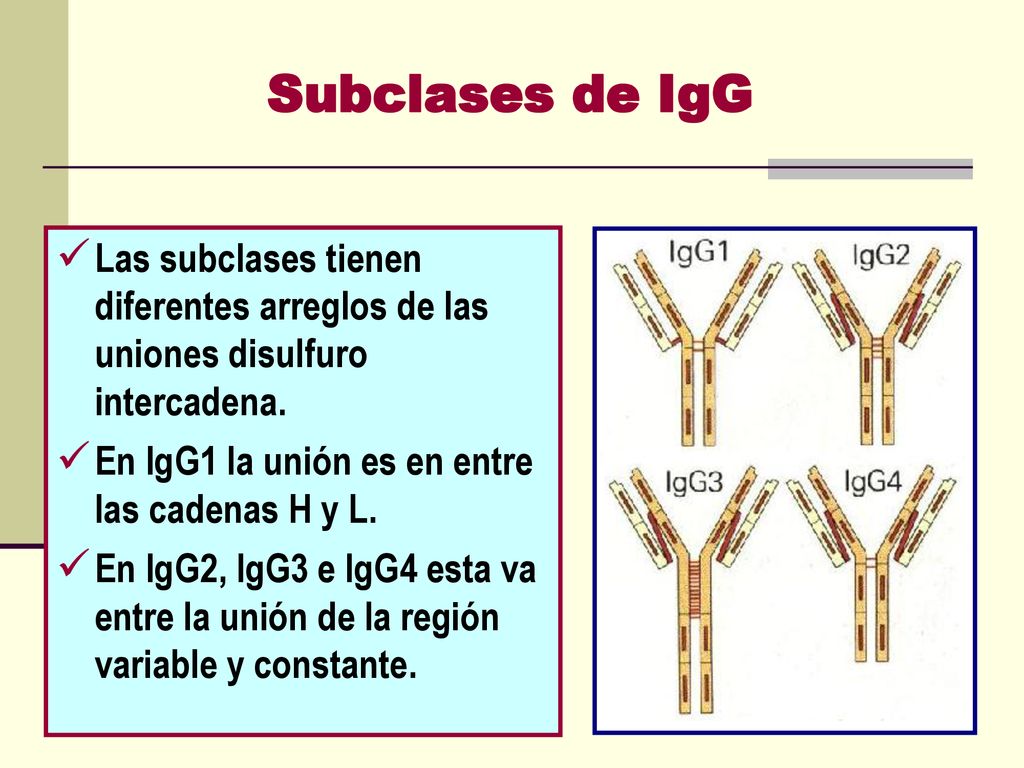 Subclases de IgG Las subclases tienen diferentes arreglos de las uniones disulfuro intercadena. En IgG1 la unión es en entre las cadenas H y L.