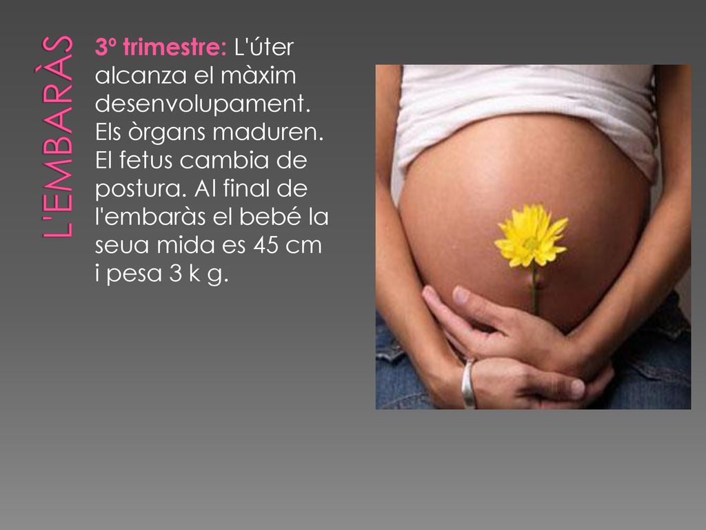 L embaràs 3º trimestre: L úter alcanza el màxim desenvolupament.