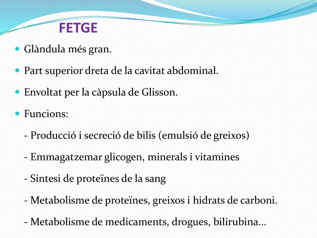 FETGE Glàndula més gran. Part superior dreta de la cavitat abdominal.