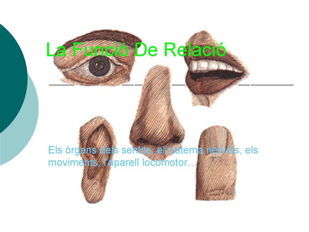 La Funció De Relació Els òrgans dels sentits, el sistema nerviós, els moviments, l’aparell locomotor…