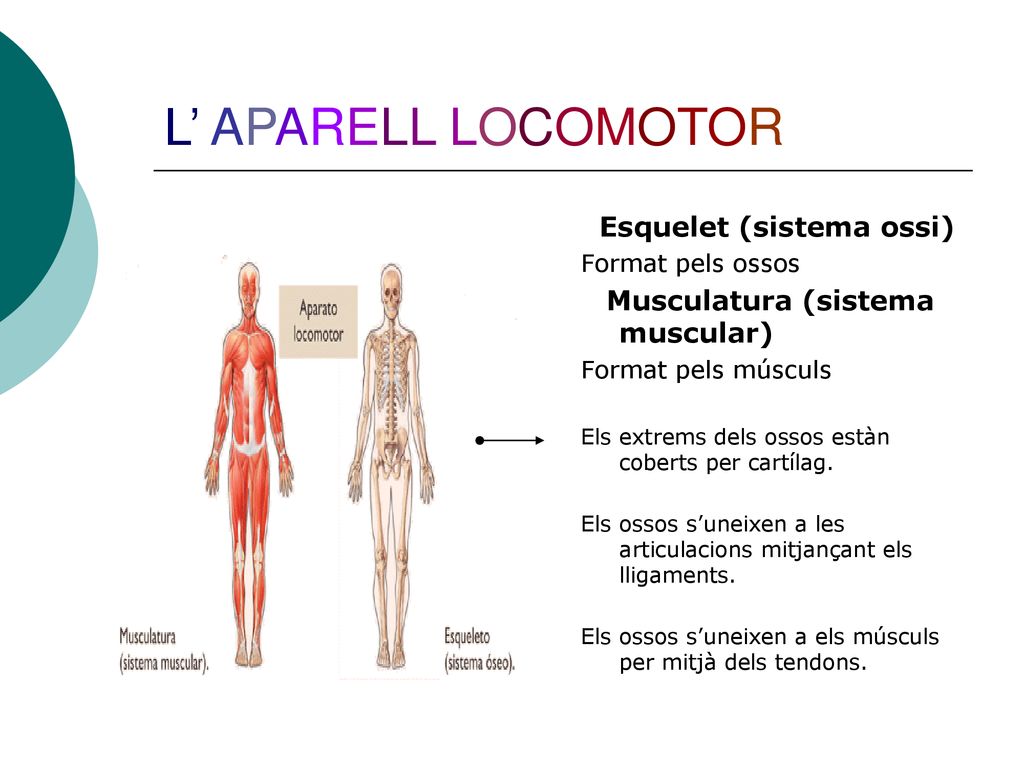 L’ APARELL LOCOMOTOR Esquelet (sistema ossi) Format pels ossos
