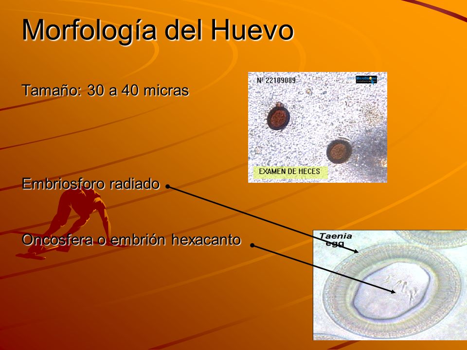 Morfología del Huevo Tamaño: 30 a 40 micras Embriosforo radiado Oncosfera o embrión hexacanto