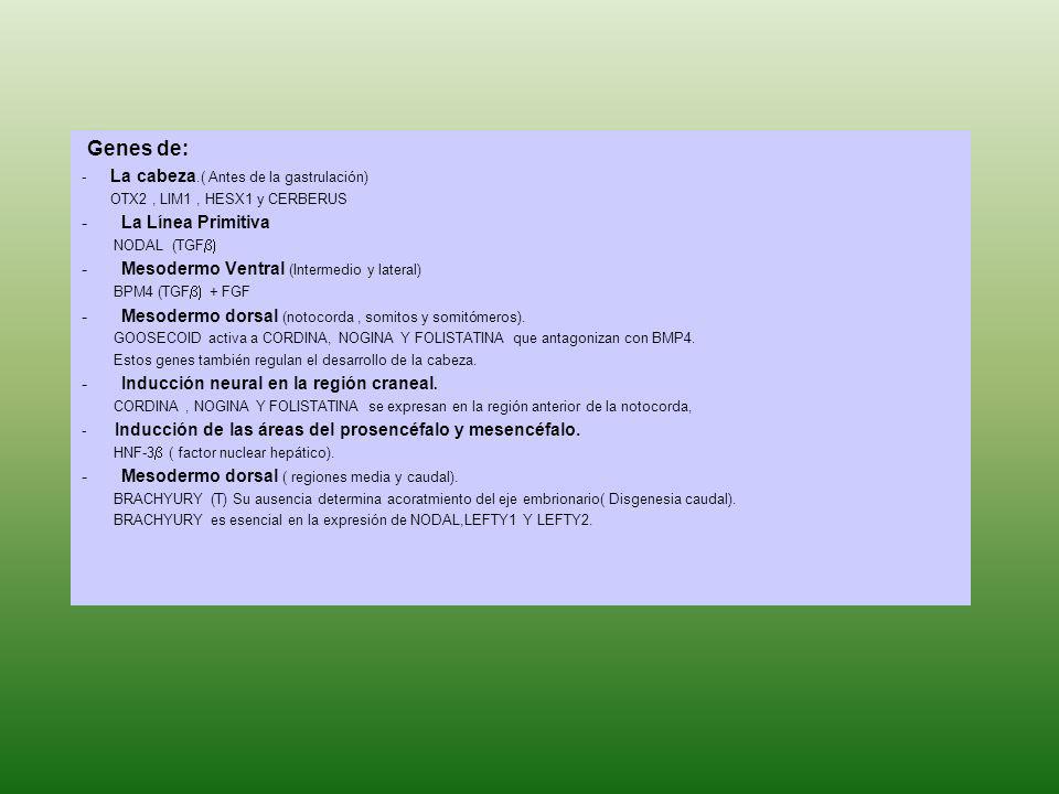 Genes de: La Línea Primitiva Mesodermo Ventral (Intermedio y lateral)